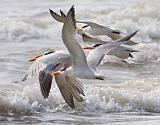 Royal Terns In Flight_41933A